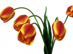 Картинка цветы тюльпаны