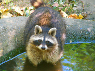 Картинка животные еноты