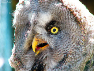 Картинка животные совы