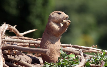 Картинка животные суслики сурки