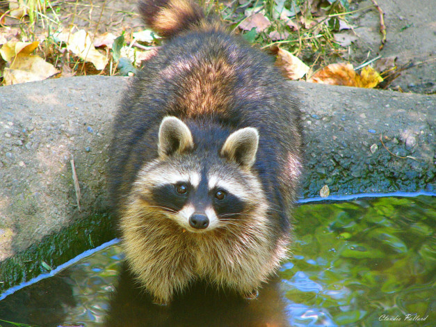 Обои картинки фото животные, еноты