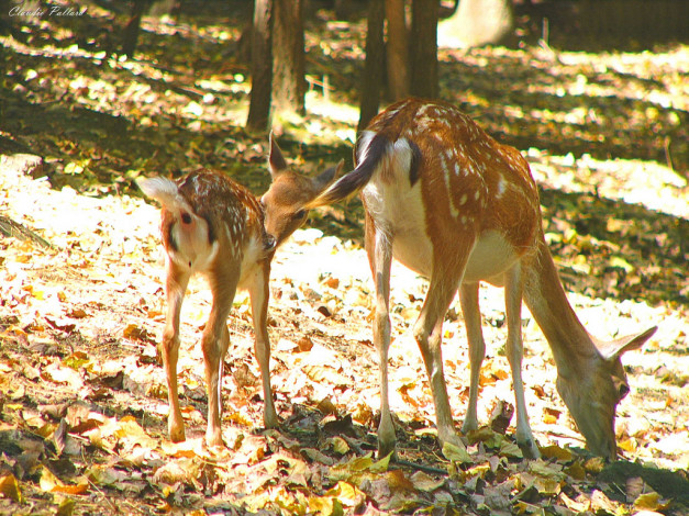 Обои картинки фото животные, олени