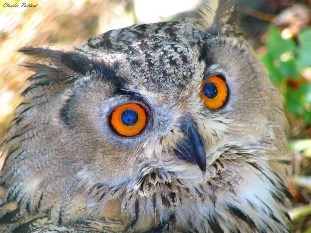 Обои картинки фото животные, совы