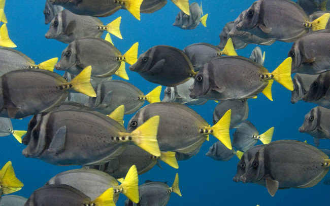 Обои картинки фото животные, рыбы