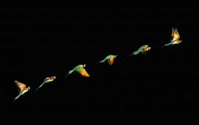 Обои картинки фото животные, щурки, пчелоеды