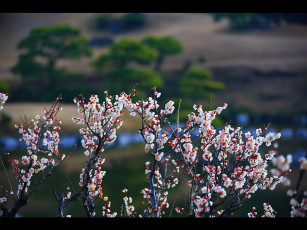 Картинка цветы цветущие деревья кустарники