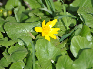 Картинка цветы калужницы лютики