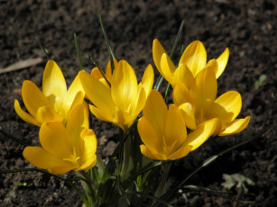 Картинка цветы крокусы