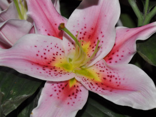 Картинка цветы лилии лилейники