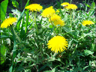 Картинка цветы одуванчики