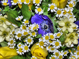 Картинка цветы разные вместе