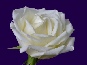 обоя цветы, розы