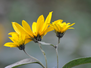 Картинка цветы рудбекия