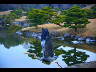 Картинка животные цапли