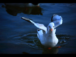 Картинка животные Чайки бакланы крачки