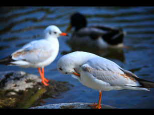 Картинка животные Чайки бакланы крачки