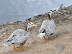 Картинка животные гуси