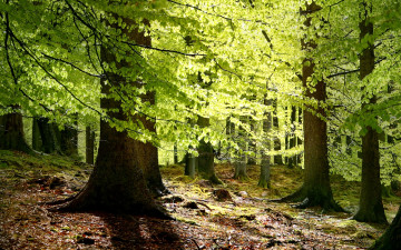 Картинка природа лес