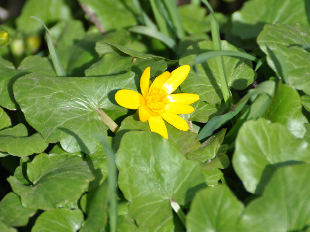 Обои картинки фото цветы, калужницы, лютики