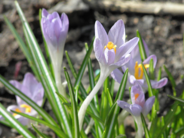 Обои картинки фото цветы, крокусы