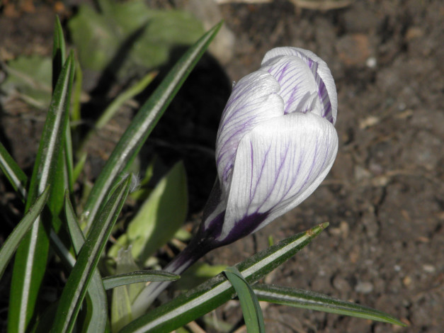 Обои картинки фото цветы, крокусы