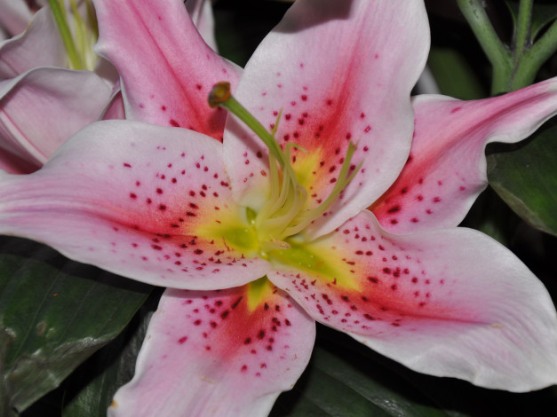 Обои картинки фото цветы, лилии, лилейники