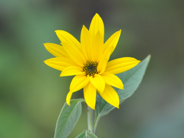 Обои картинки фото цветы, рудбекия