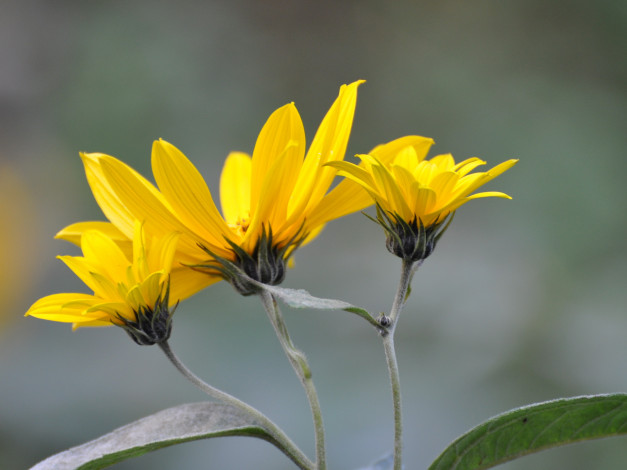 Обои картинки фото цветы, рудбекия
