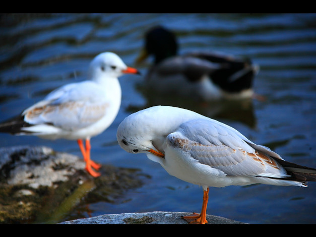 Обои картинки фото животные, Чайки, бакланы, крачки