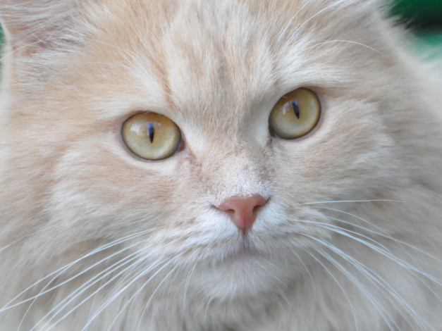 Обои картинки фото животные, коты