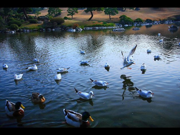 Обои картинки фото животные, птицы