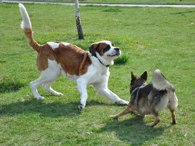 Обои картинки фото животные, собаки