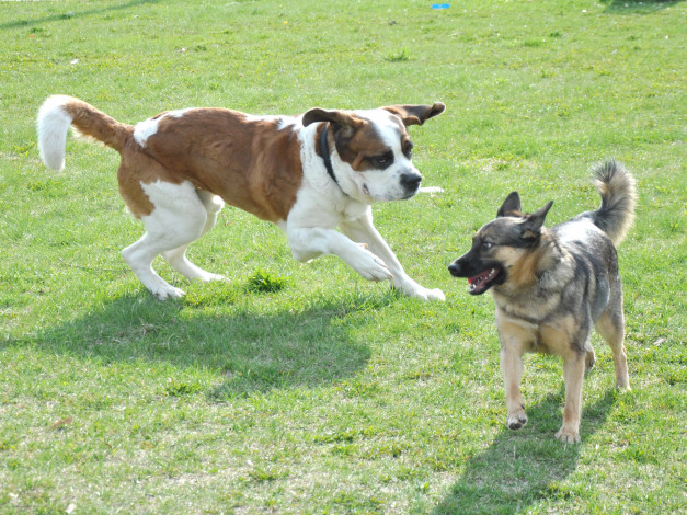 Обои картинки фото животные, собаки