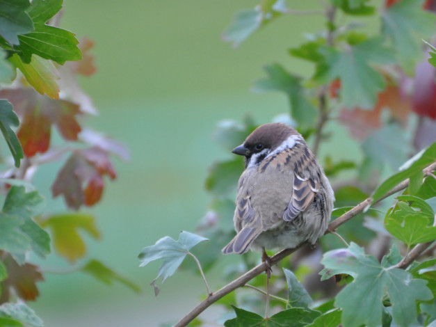 Обои картинки фото животные, воробьи