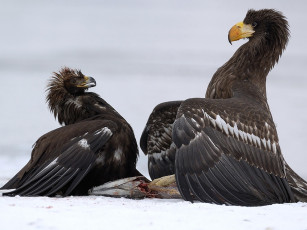 Картинка автор игорь шпиленок белоплечие орланы животные птицы хищники