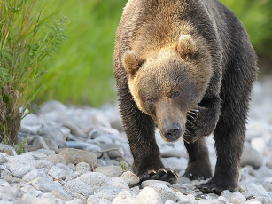 Картинка автор игорь шпиленок животные медведи