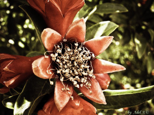 Картинка цветы цветущие деревья кустарники