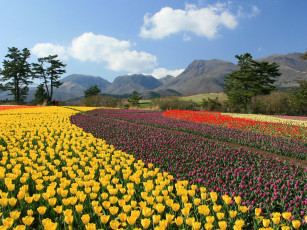 Картинка цветы тюльпаны