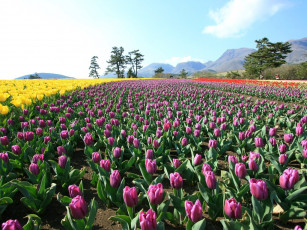 Картинка цветы тюльпаны