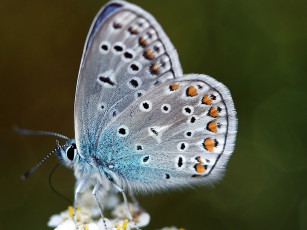 Картинка животные бабочки