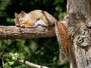 Картинка животные белки