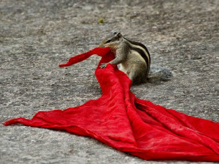 Картинка животные бурундуки