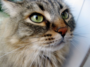 Картинка животные коты