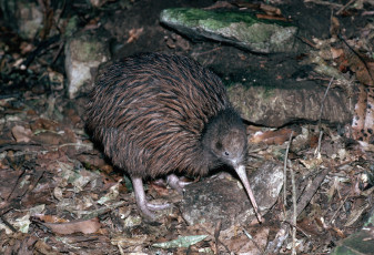 Картинка киви животные птицы