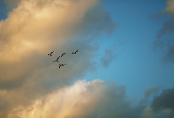 Картинка животные птицы небо