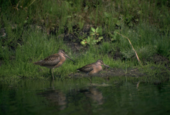 Картинка животные птицы
