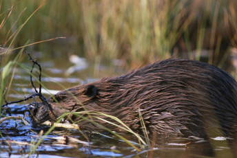 Картинка животные бобры