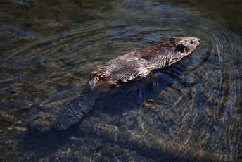 Картинка животные бобры
