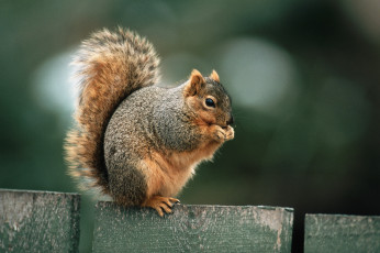 Картинка животные белки