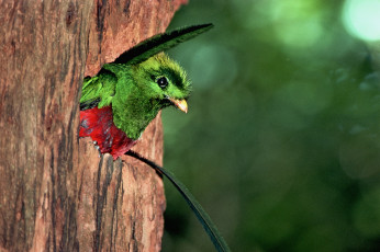 Картинка животные турако